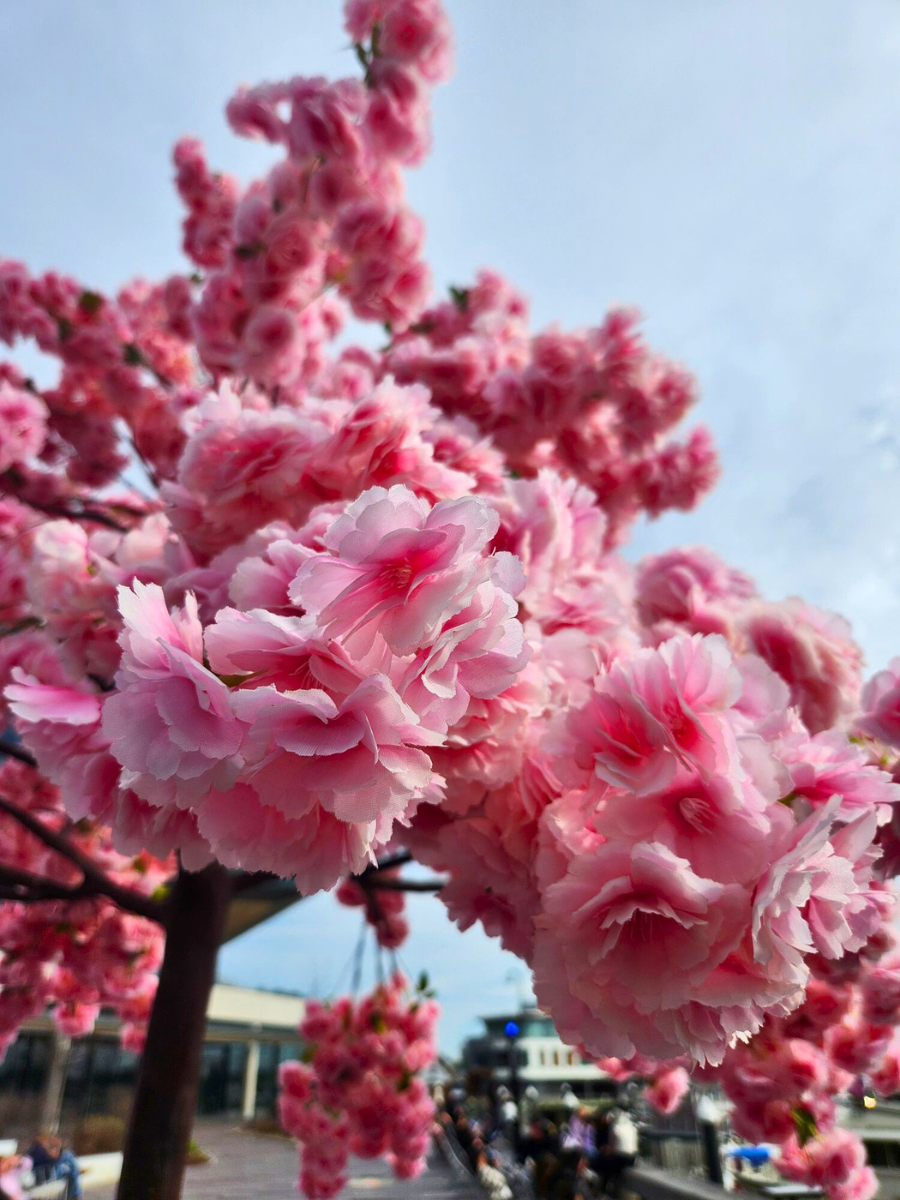 How to Enjoy Bloomaroo